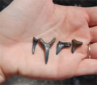 Caspersen Beach Sharks Teeth Venice Florida